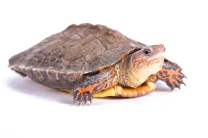 Semi Aquatic Prints: Ornate wood turtle, Rhinoclemmys pulcherrima manni