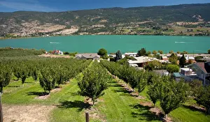 Orchards Prints: Ortchards by Oyama in Okanagan