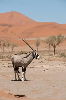 Namib Prints: Oryx, or Gemsbok (Oryx gazella) Namibia
