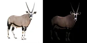 Antelope Prints: oryx or gemsbok standing in dark background