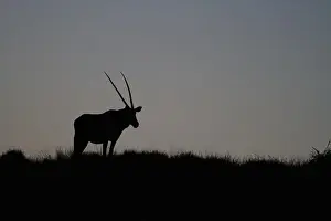 Sand Dune Prints: Oryx at Sunset, Namibia