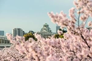 Images Dated 10th April 2017: Osaka castle with cherry blossom in Osaka; Japan. Japan spring beautiful scene