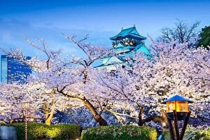 Images Dated 2nd April 2014: Osaka, Japan sakura at Osaka Castle