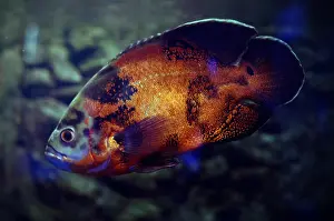 Alive Prints: Oscar Fish in dark aquarium water. South America Amazon river fish Astronotus ocellatus