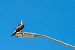 Trout Prints: Osprey bird isolated on blue portrait on light pole