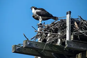 Nova Scotia Prints: Osprey calling from high nest on clear day in Nova Scotia