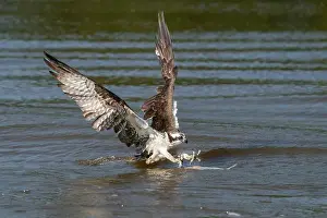 Richmond Prints: An osprey catching a fish