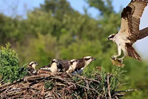 Osprey Prints: Osprey family into the nest, the male is landing with a fish, Canada