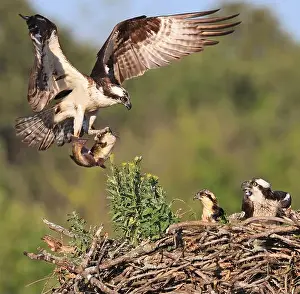 Osprey Prints: Osprey family into the nest, the male is landing with a fish, Canada