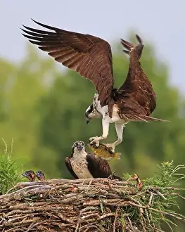 Osprey Prints: Osprey family into the nest, the male is landing with a fish, Canada