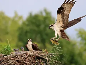 Osprey Prints: Osprey family into the nest, the male is landing with a fish, Canada