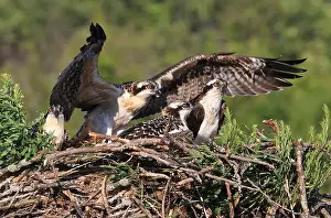 Nature Canada Prints: Osprey family into the nest, Quebec, Canada