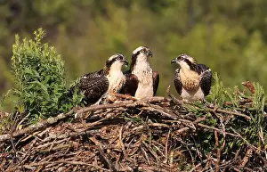 Nature Canada Prints: Osprey family into the nest, Quebec, Canada