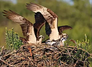 Osprey Prints: Osprey family into the nest, Quebec, Canada