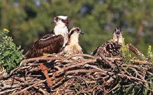 Osprey Prints: Osprey family into the nest, Quebec, Canada