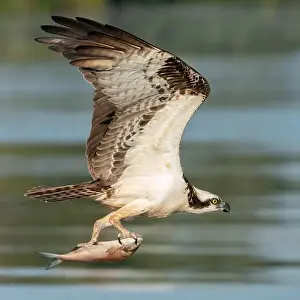 Richmond Prints: An Osprey with a Fish