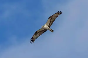 Pandion Haliaetus Prints: Osprey in flight, Merritt Island National Wildlife Refuge, Florida