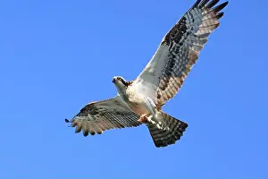 Osprey Prints: Osprey flying on the blue sky background, Canada