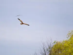 Nova Scotia Prints: Osprey flying in the sky