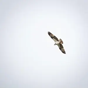 Nova Scotia Prints: Osprey flying in the sky