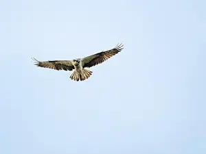 Nova Scotia Prints: Osprey flying in the sky