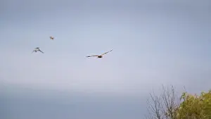 Nova Scotia Prints: Osprey flying in the sky