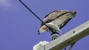 Osprey Prints: An osprey holds a freshly caught fish