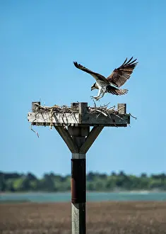 Diurnal Prints: Osprey landing in salt marsh nest, Delaware