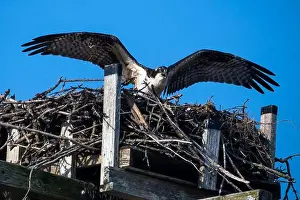 Nova Scotia Prints: Osprey about to take off from high nest on clear day in Nova Scotia
