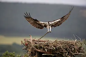 Hawk Prints: Osprey, Pandion haliaetus, bringing stick to nest in Inverness-shire