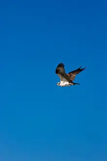 Birdlife Prints: Osprey, Pandion haliaetus, in flight