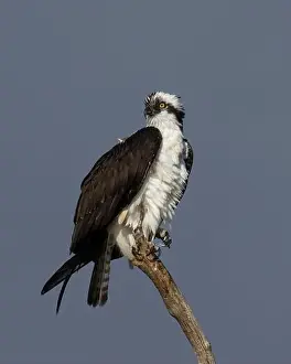Raptors Prints: Osprey (Pandion haliaetus) Sacramento County California USA