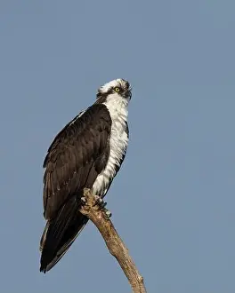 Raptors Prints: Osprey (Pandion haliaetus) Sacramento County California USA