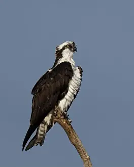 Raptors Prints: Osprey (Pandion haliaetus) Sacramento County California USA