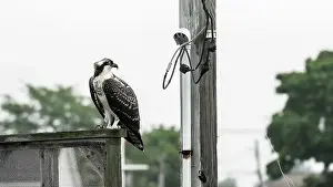 Predatory Prints: An osprey stands on a wooden railing beside a utility pole