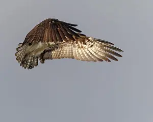 Birds Of Prey Prints: An osprey stops midair in search of its prey