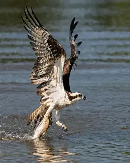 Richmond Prints: Osprey with a one talon grab
