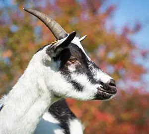 Ruminant Prints: Österreichische Pfauenziege (Austrian peacock goat) - a critically endangered goat breed from Austria