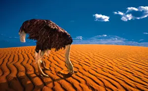 Hiding Prints: OSTRICH WITH HEAD BURIED IN SAND