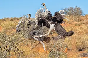 ostriches fighting