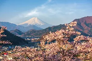 Otsuki, Japan cityscape with Mt. Fuji in spring season with cherry blossoms