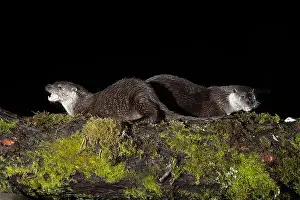 Canadensis Prints: Otter family on a mountain river in the early evening of a winter day