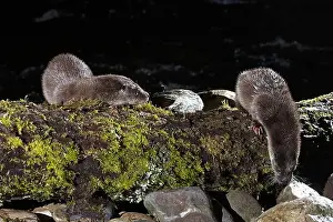 Canadensis Prints: Otter family on a mountain river in the early evening of a winter day