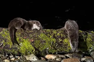 Canadensis Prints: Otter family on a mountain river in the early evening of a winter day
