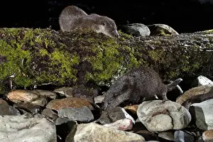 Canadensis Prints: Otter family on a mountain river in the early evening of a winter day