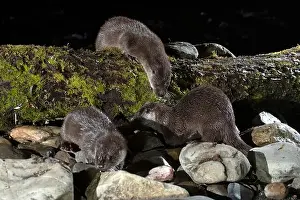 Canadensis Prints: Otter family on a mountain river in the early evening of a winter day