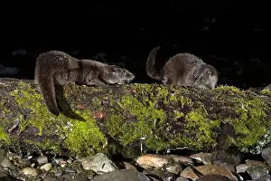 Canadensis Prints: Otter family on a mountain river in the early evening of a winter day