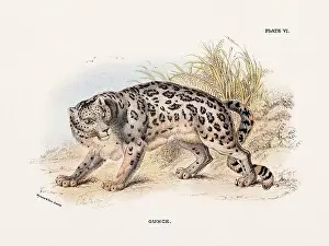 Serval Prints: Ounce. Vintage illustration of a wild cat from a 19th-century natural history book detailing feline species