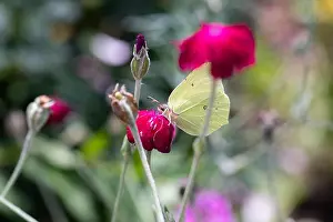 Impressionistic Prints: Outdoor bright color macro photo of a single yellow brimstone butterfly sitting on an red crown campion blossom with