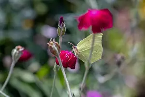 Impressionistic Prints: Outdoor bright color macro photo of a single yellow brimstone butterfly sitting on an red crown campion blossom with